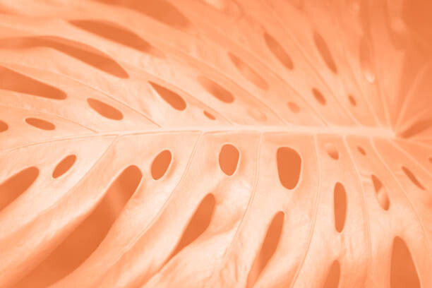 Obraz na plátně Tropical monstera leaf close-up in trending