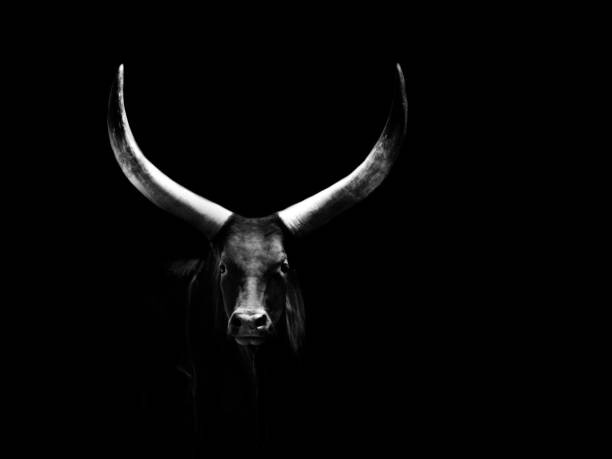 Obraz na plátně Watussi