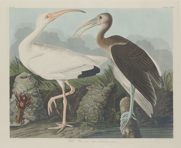 Obraz na plátně White Ibis, 1834