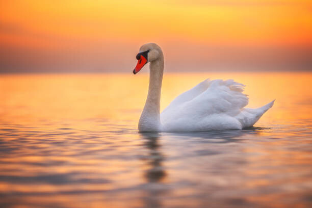 Obraz na plátně White swan in the sea water,sunrise shot