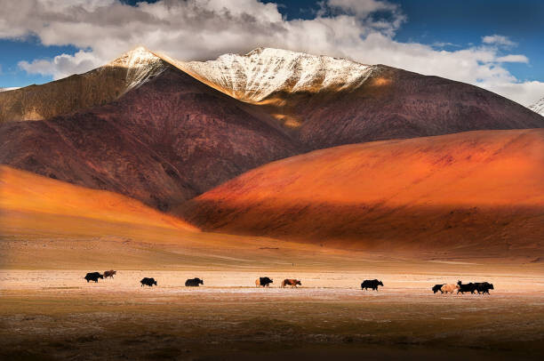 Obraz na plátně Wild yaks in Ladakh, India.