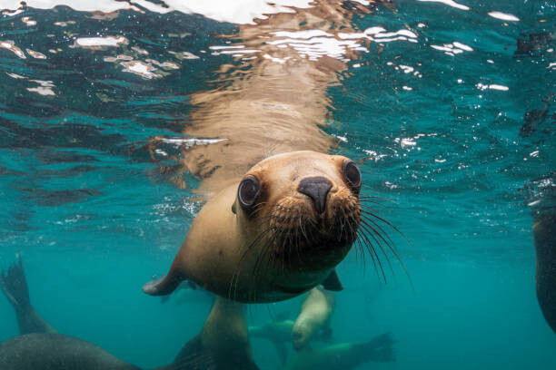 Obraz na plátně Young South American sea lion pup
