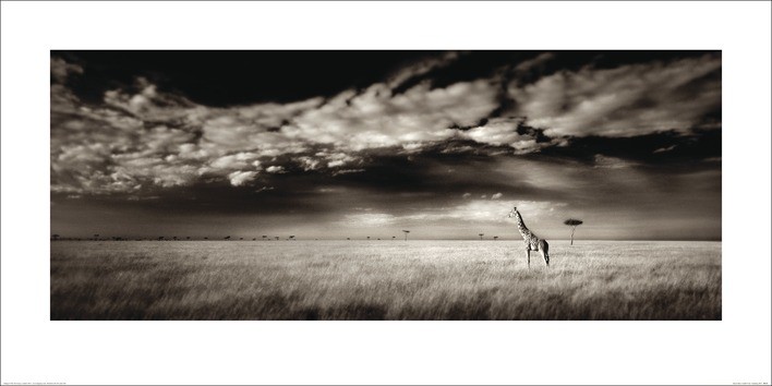 Umelecká tlač Ian Cumming  - Masai Mara Giraffe