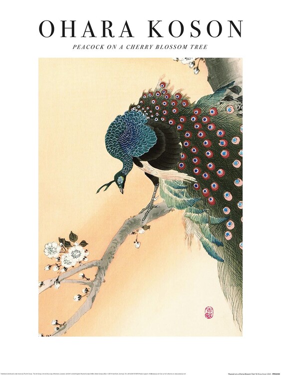Ohara Koson - Peacock on a Cherry Blossom Tree Festmény reprodukció