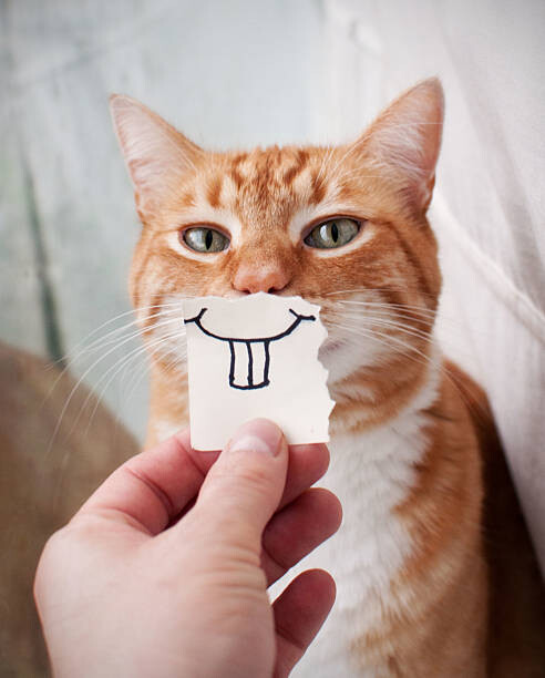 Tričko Orange Cat face