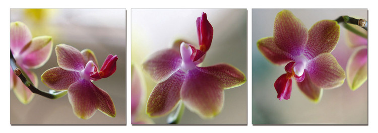 Orchid - Blossoms Tableau Multi-Toiles