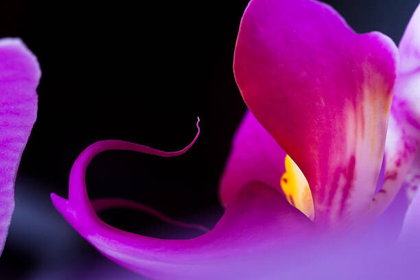 Sticker Orchid (Phalaenopsis )