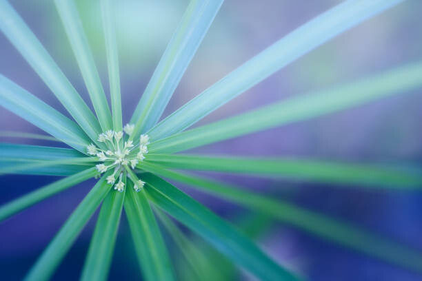 Sticker Palm Leaf. Abstract nature background