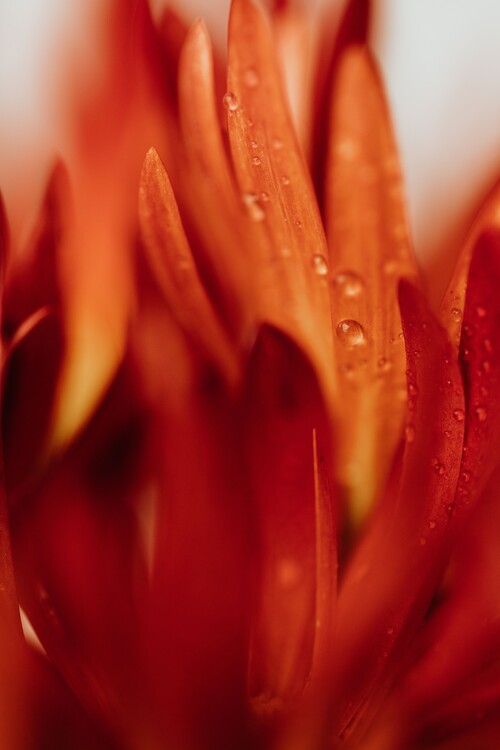 Cuadros en Lienzo Beautiful detail of red flowers