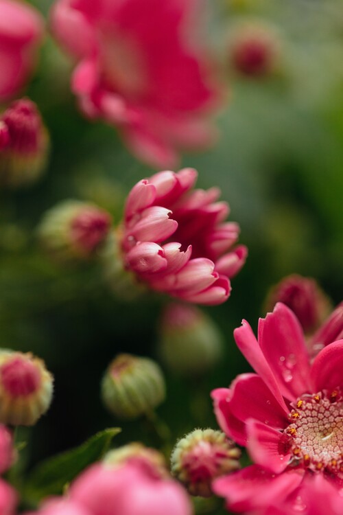 Cuadros en Lienzo Beauty or red flowers