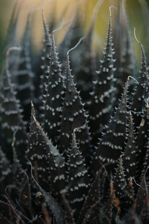 Cuadros en Lienzo Cactus leaves