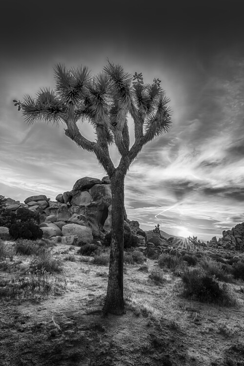 Cuadros en Lienzo Charming Sunset In Joshua Tree National Park