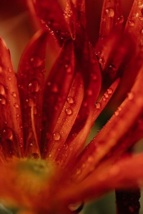 Cuadros en Lienzo Detail of red flowers 2