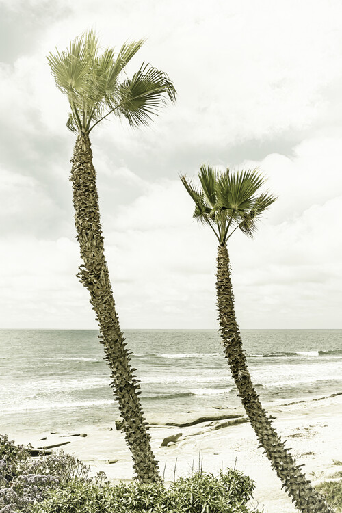 Cuadros en Lienzo La Jolla palm trees | Vintage