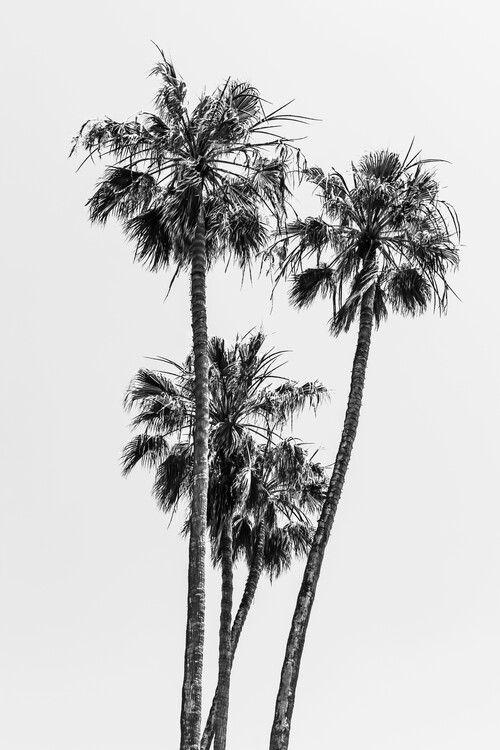 Cuadros en Lienzo Lovely Palm Trees | monochrome