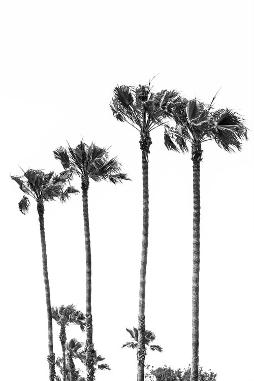 Cuadros en Lienzo Palm Trees at the beach