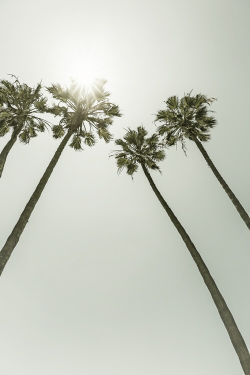 Cuadros en Lienzo Palm Trees in the sun | Vintage