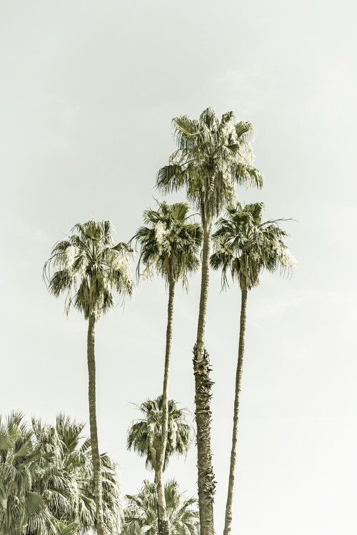 Cuadros en Lienzo Palm Trees Summertime | Vintage