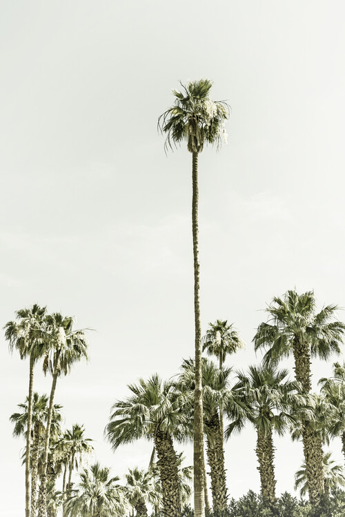 Cuadros en Lienzo Vintage palm tree paradise