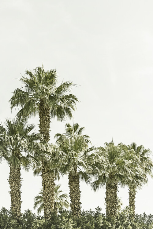 Cuadros en Lienzo Vintage palm trees at the beach