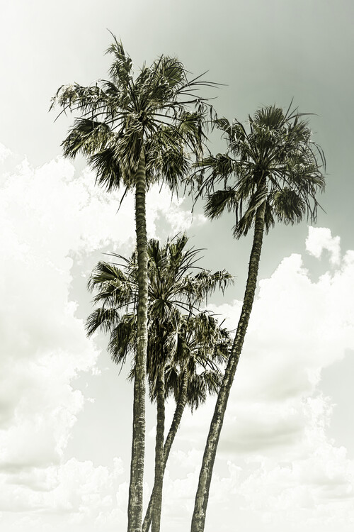 Cuadros en Lienzo Vintage palm trees summertime