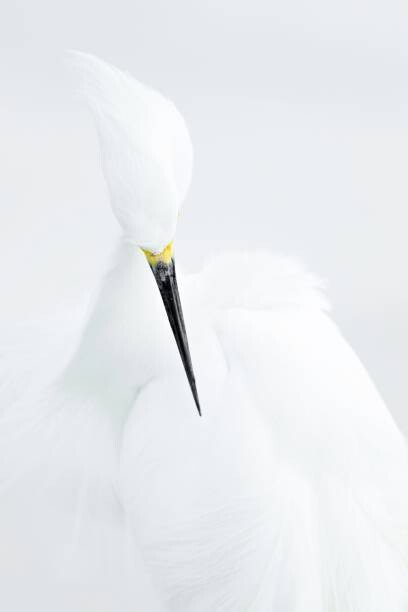 Cuadro en lienzo Abstract shot of Snowy Egret (Egretta thula).