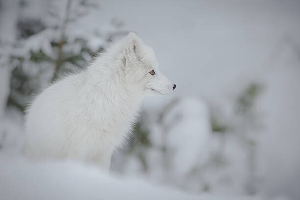 Cuadro en lienzo Arctic fox