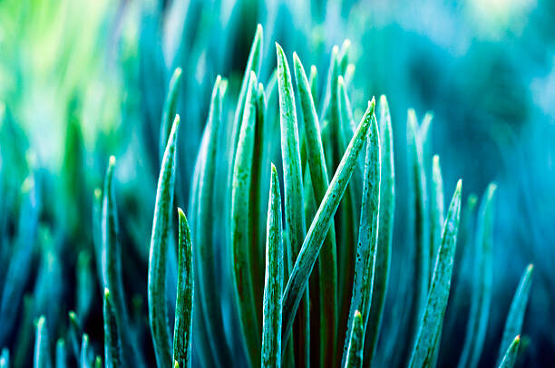 Cuadro en lienzo Cactus Background