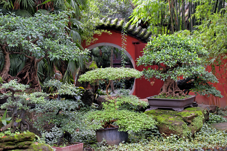 Cuadros en Lienzo China 10MKm2 Collection - Bonsai Trees