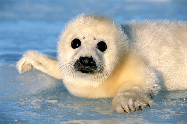 Cuadro en lienzo HARP SEAL PUP , MAGDALEN IS.,