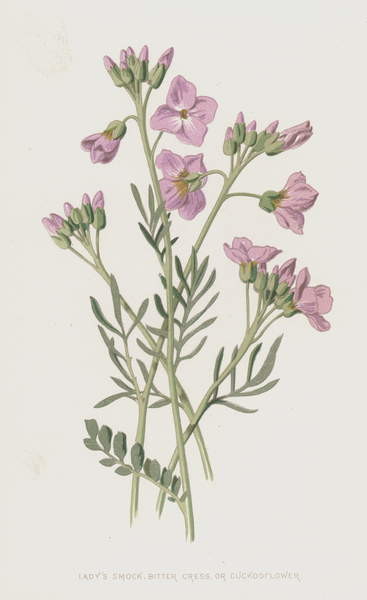 Cuadro en lienzo Lady's Smock, Bitter Cress, or Cuckooflower