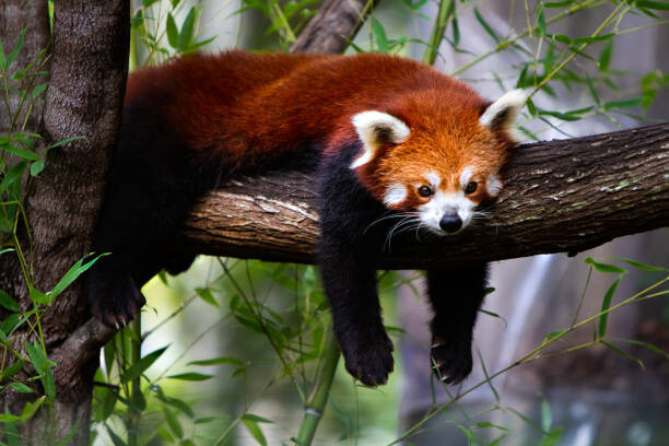 Cuadro en lienzo Red panda