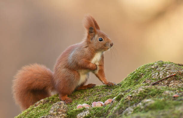 Cuadro en lienzo Squirell