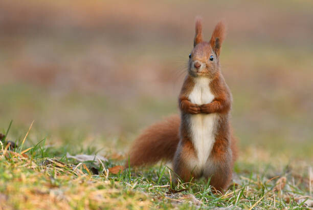 Cuadro en lienzo Squirell