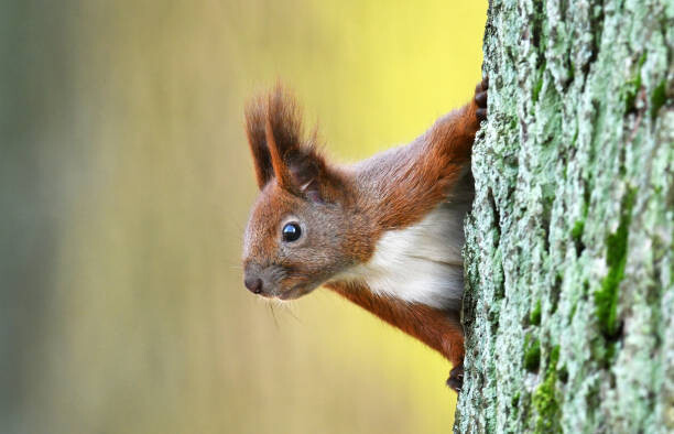 Cuadro en lienzo Squirell
