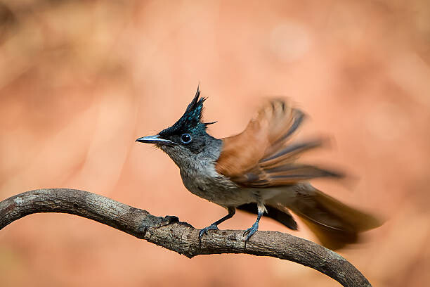 Cuadro en lienzo Take-off