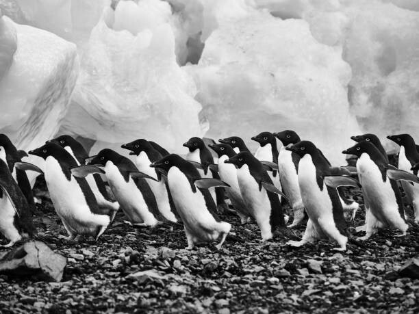Plagát Adelie penguins walking over rocks along