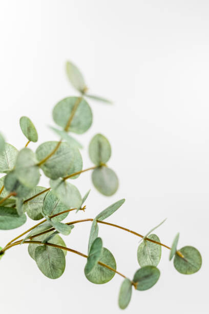 Plagát Artificial Eucalyptus  with wihte background