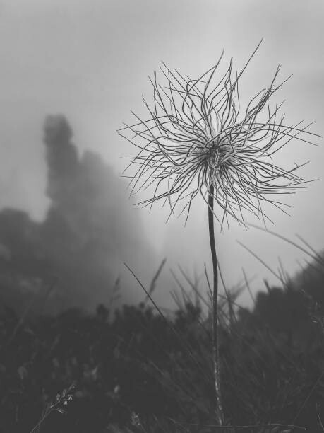 Plagát Beautiful wild flower Pulsatilla grandis, Pasque