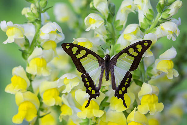 Plagát Butterfly