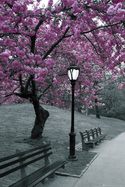 Plagát Central Park - blossom