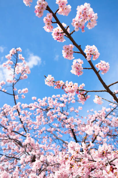 Plagát Cherry Blossoms