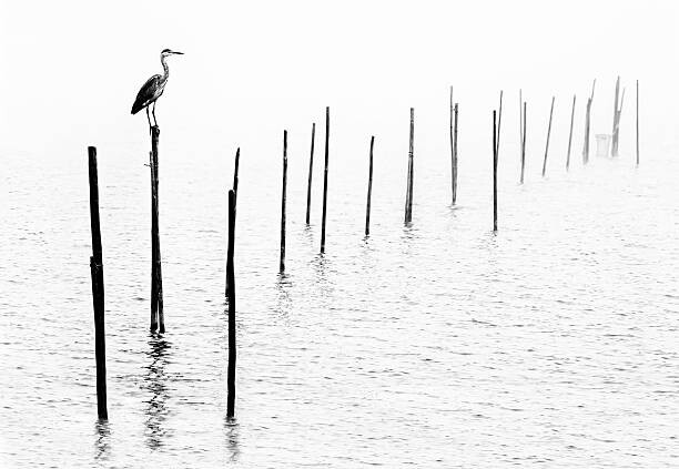 Plagát Gray heron sitting on pole of fish trap in fog