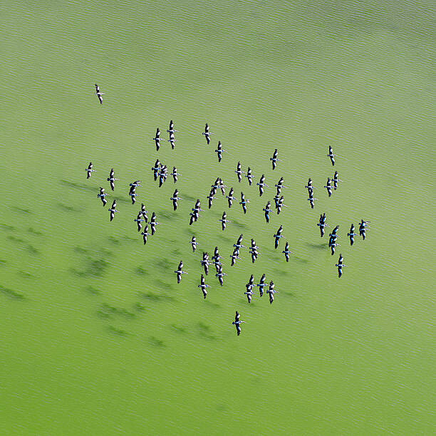 Plagát Lake Eyre Aerial Image