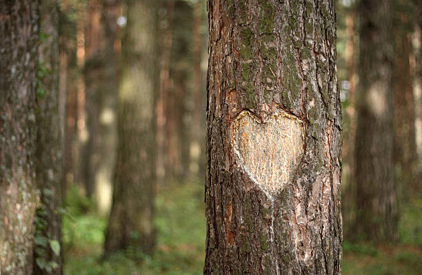 Plagát Pine Heart