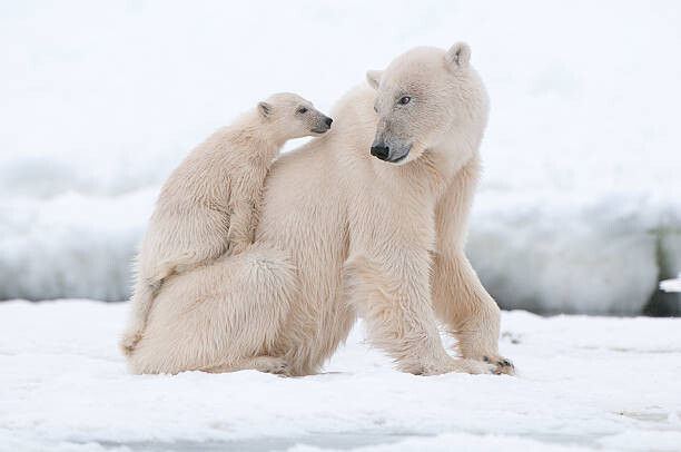 Plagát Polar bear