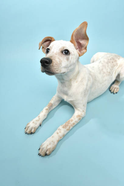 Plagát Rescue Animal - Cattle Dog mix puppy