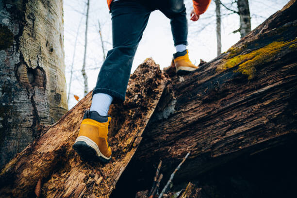 Plagát Unrecognizable man climbs in the forest in autumn