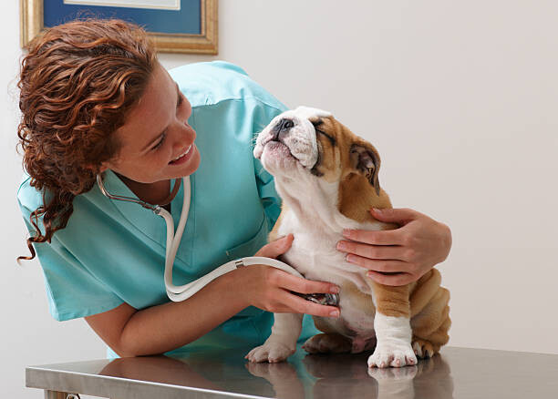 Plagát Veterinarian Examining Smiling Bulldog Puppy