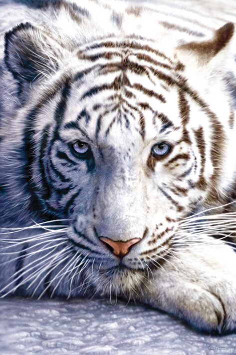 Plagát White tiger